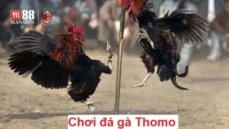 Đá gà Thomo muốn thắng cần có kinh nghiệm đọc vị giống gà.