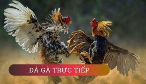 Cách đặt cược đá gà trực tiếp tại M88